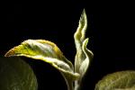 Liberty Apple Leaf, Springtime, Spring, leaves, twig, FMND02_169