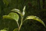 Liberty Apple Leaf, Springtime, Spring, leaves, twig, FMND02_170