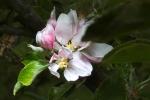 Liberty Apple Blossom, Flower, Springtime, Spring, FMND02_175