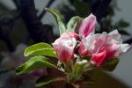 Cox's Orange Pippin Apple, Blossom, Flower, Springtime, Spring, FMND02_200
