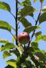 Kid Orange Red Apple, Olympia's, Orchard, Summer, FMND02_219