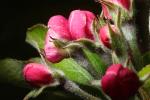 Kid Orange Red Apple Blossom, Orchard, Leaves, Springtime, Spring, Two-Rock, Sonoma County, FMND02_221
