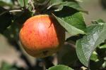 Kid Orange Red Apple, Orchard, Leaves, Springtime, Spring, Two-Rock, Sonoma County, FMND02_222