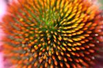 Echinacea Flower, FMND02_228