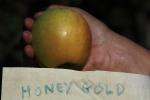Honey Gold Apple, Hand