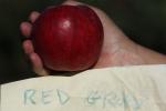 Red Gravenstein Apple, Hand, FMND02_236