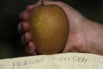 Hudson's Golden Gem Apple, Hand, FMND02_240