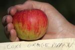 Cox's Orange Pippin Apple, Hand, Summer, FMND02_243