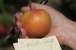 Ginger Gold Apple, Hand, Summer, FMND02_245