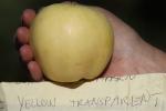 Yellow Transparent Apple, Hand, Two-Rock, Sonoma County, FMND02_247