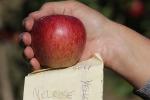 Melrose Apples, Hand, Summer