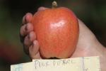Pink Pearl Apple, Hand, Summer, FMND02_251