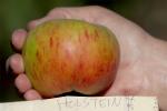 Holstein Apple, Hand, Summer, FMND02_259