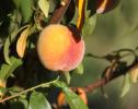 Peach, Leaves, Summer, FMND02_260