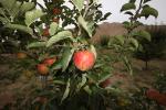 Apples, Trees, Summer, FMND02_264