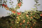 Jonagold Apple, Trees, Summer, FMND02_270