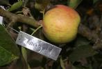 Jonagold Apple, Trees, Summer, FMND02_273