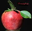 Freedom Spice Apple, Two-Rock, Sonoma County, FMND02_298