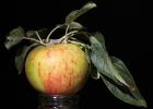 Cox's Orange Pippin Apple, Two-Rock, Sonoma County, FMND03_002