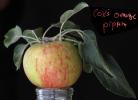 Cox's Orange Pippin Apple, Two-Rock, Sonoma County, FMND03_003