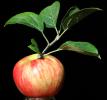 Honey Crisp Apple, Two-Rock, Sonoma County, FMND03_007