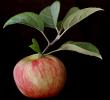 Honey Crisp Apple, Two-Rock, Sonoma County, FMND03_008