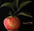 Honey Crisp Apple, Leaves, Two-Rock, Sonoma County
