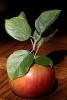 Ida Red Apple, Leaves, Two-Rock, Sonoma County, FMND03_016