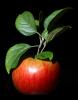 Ida Red Apple, Leaves, Two-Rock, Sonoma County, FMND03_017