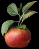 Ida Red Apple, Leaves, Sonoma County, FMND03_018