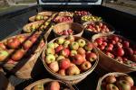 Apples, Buckets, Truck, Two-Rock, Sonoma County, FMND03_021