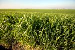 Corn Stalks, in the Spring, Corn, Cornfield, FMND03_038