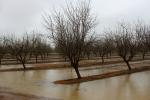 Orchard, Flooding, Flood, Vernalis, San Joaquin Valley, FMND03_058