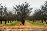 Orchard, Vernalis, San Joaquin Valley, FMND03_059