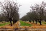 Orchard, Vernalis, San Joaquin Valley, FMND03_060