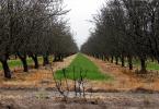 Orchard, Vernalis, San Joaquin Valley