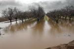 Orchard, Flooding, Flood, Vernalis, San Joaquin Valley, FMND03_062