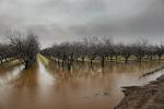 Orchard, Flooding, Flood, Vernalis, San Joaquin Valley, FMND03_063