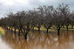Orchard, Flooding, Flood, Vernalis, San Joaquin Valley, FMND03_064