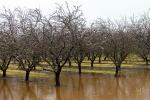 Orchard, Flooding, Flood, Vernalis, San Joaquin Valley, FMND03_065
