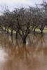 Orchard, Flooding, Flood, Vernalis, San Joaquin Valley, FMND03_066