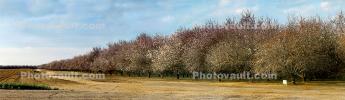 Orchard, Lost Hills, San Joaquin Valley, Central California, USA; Kern County, Highway-46, Panorama