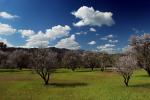 Paso Robles Wine Country, Blossoms, Trees, Springtime, FMND03_076