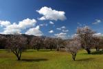 Paso Robles Wine Country, Blossoms, Trees, Springtime, FMND03_077