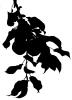 apple silhouette, leaf, logo, leaves, twig, shape, FMND03_107