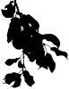 apple silhouette, leaf, logo, leaves, twig, shape, FMND03_109