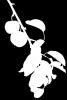 apple silhouette, leaf, logo, leaves, twig, shape, FMND03_113M