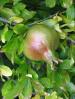 Pomegranate, FMND03_202