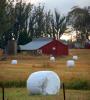 Rolled Hay Bales, fields, FMND03_214