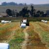 Tractor, baling hay, rolls, dust, dusty, New Holland T5070, FMND03_228